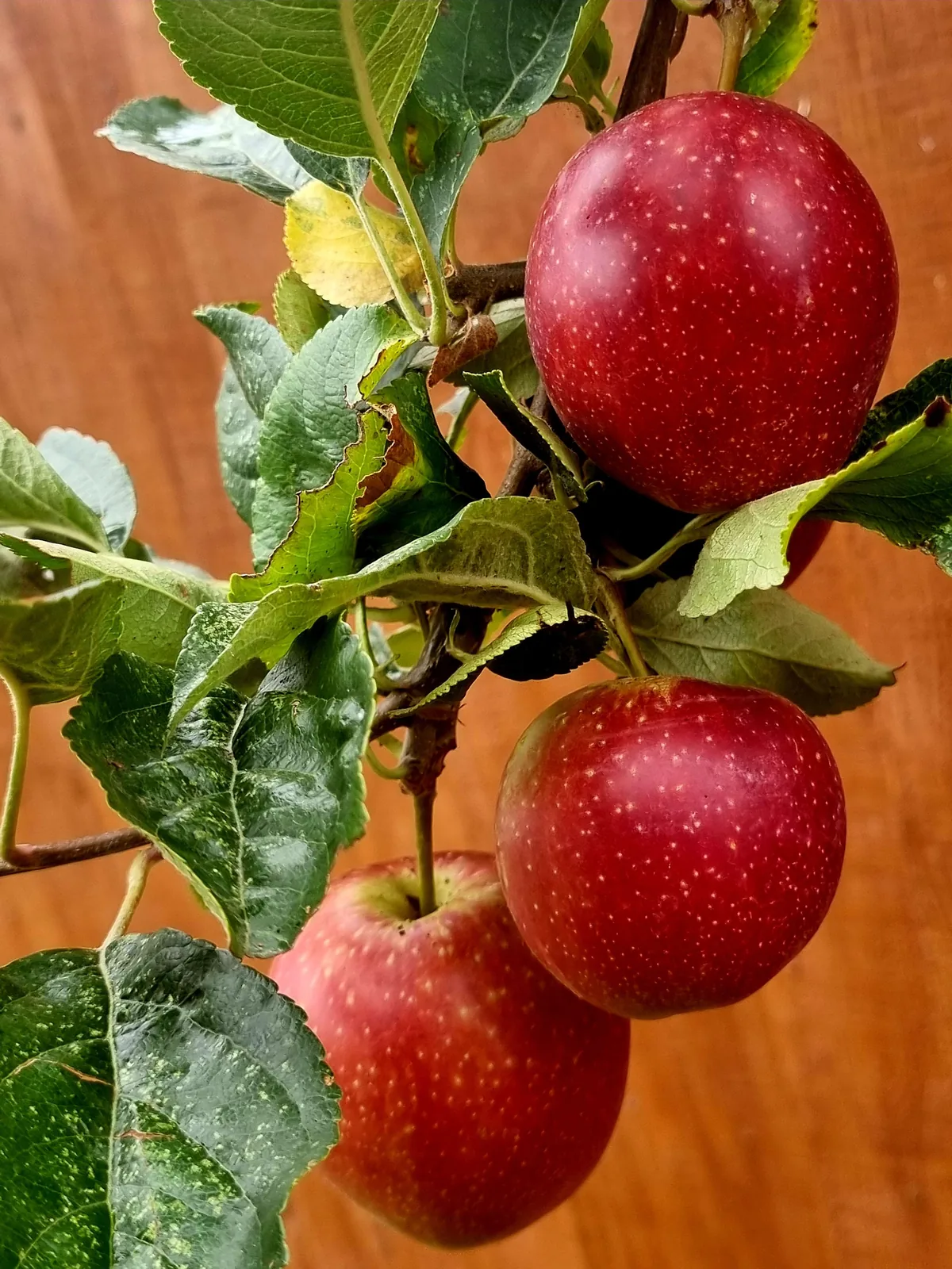 apples ripening on the branch of an apple tree