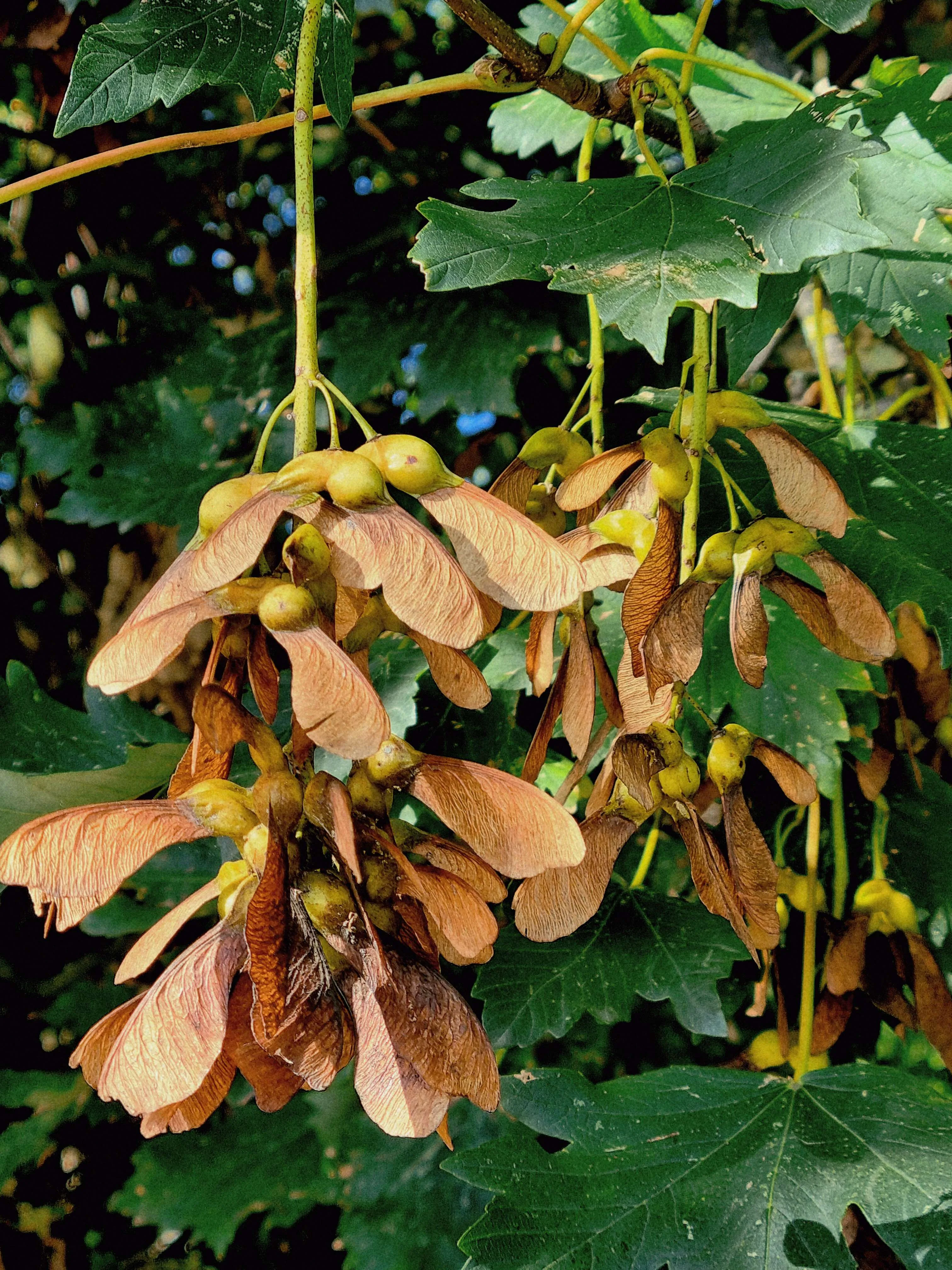 sycamore seed pods hanging among green leaves