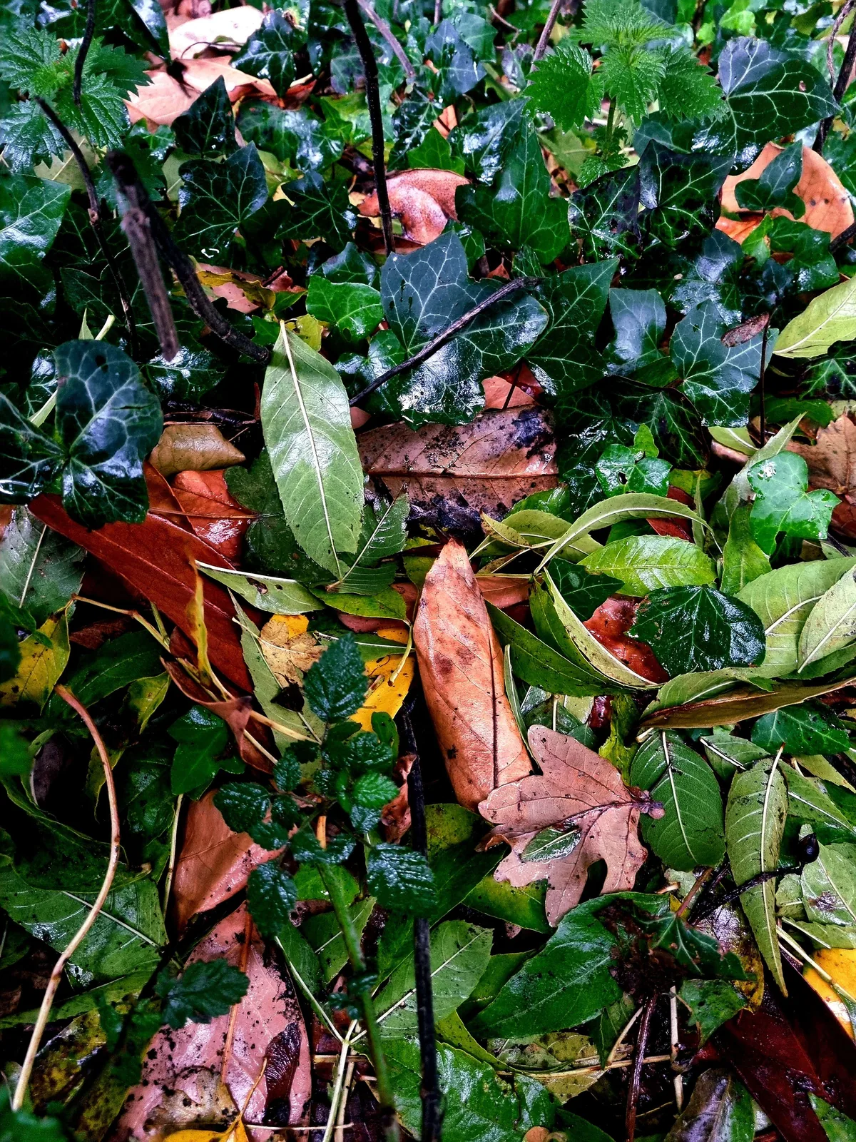 ivy and fallen autumn leaves on a wet woodland floor at Samhain