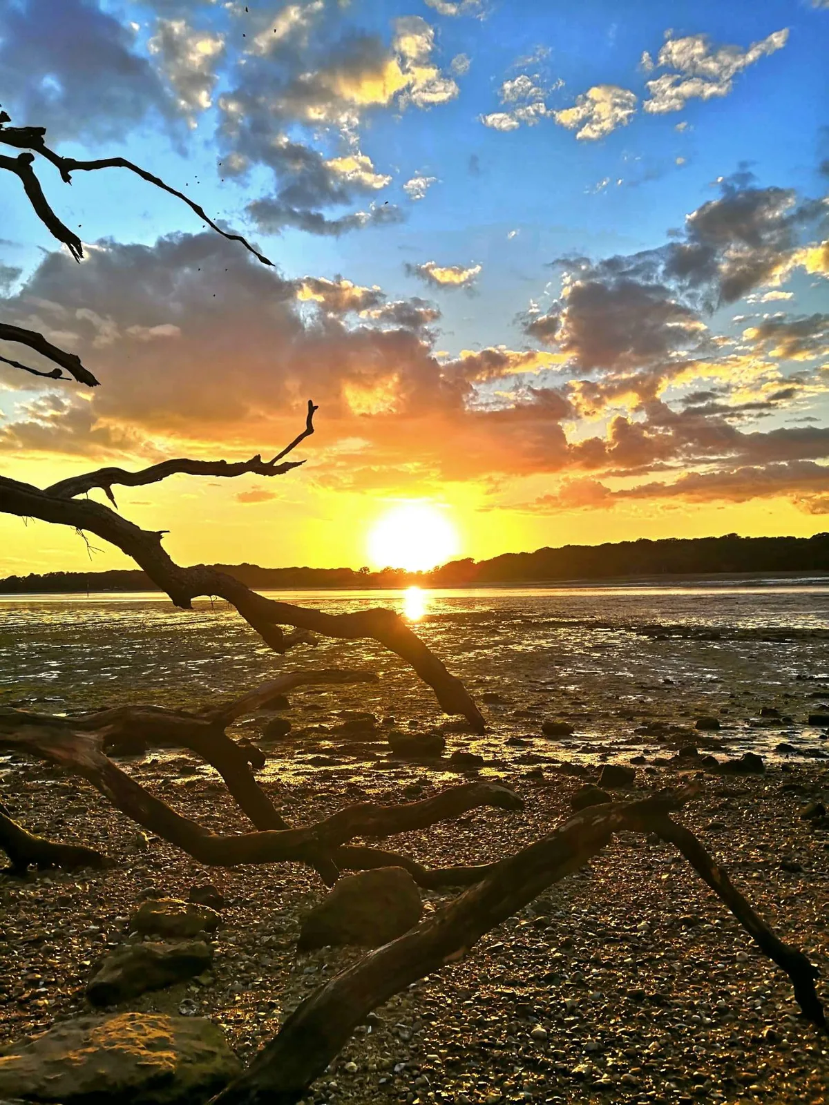 sun setting over a low tide shoreline framed by driftwood, a twilight scene for the guided ancestor meditation