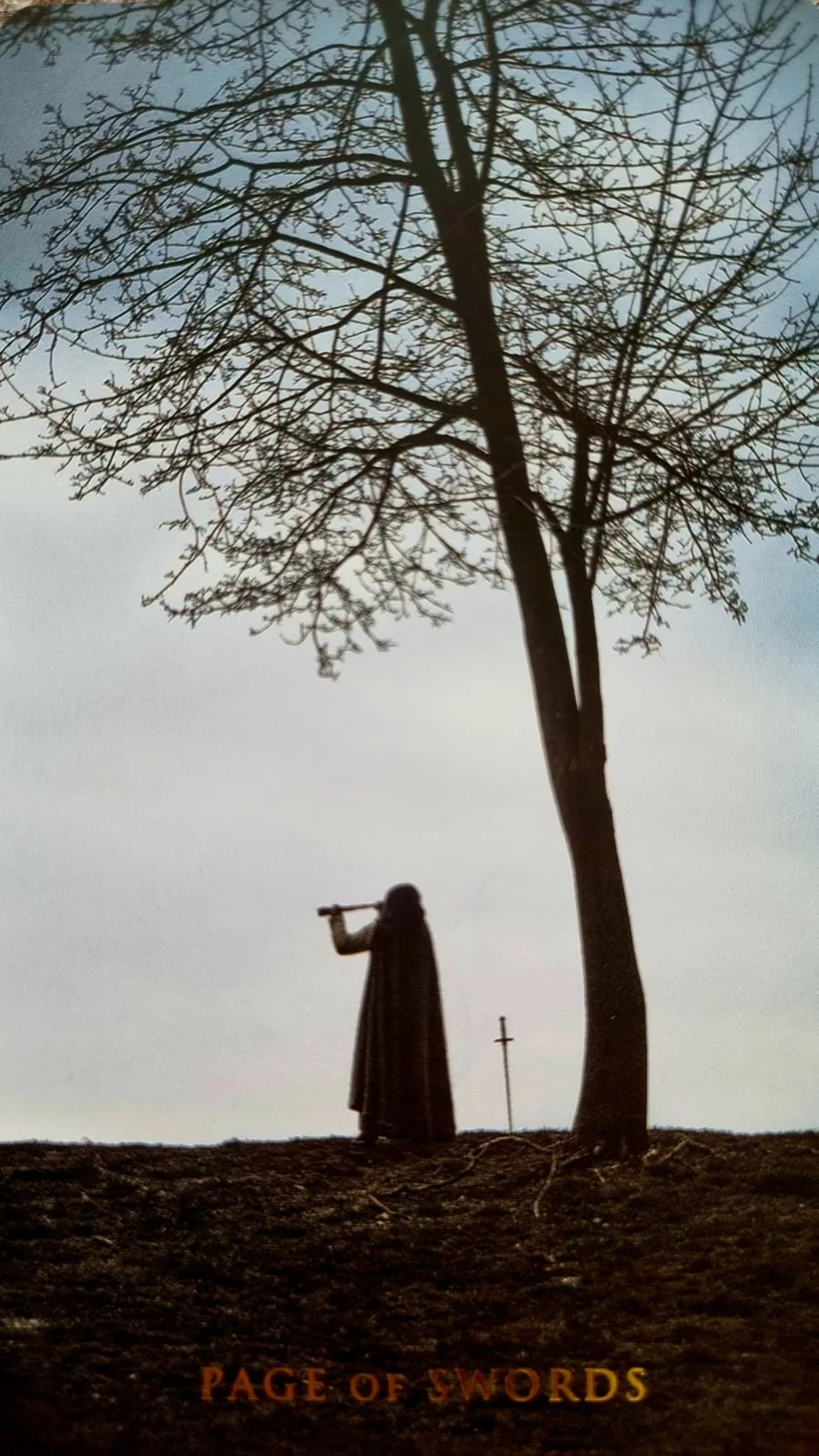 Page of Swords card: a cloaked figure with a spyglass beside a bare tree and an upright sword